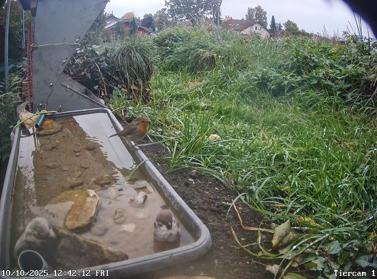 Feldsperling und Rotkehlchen